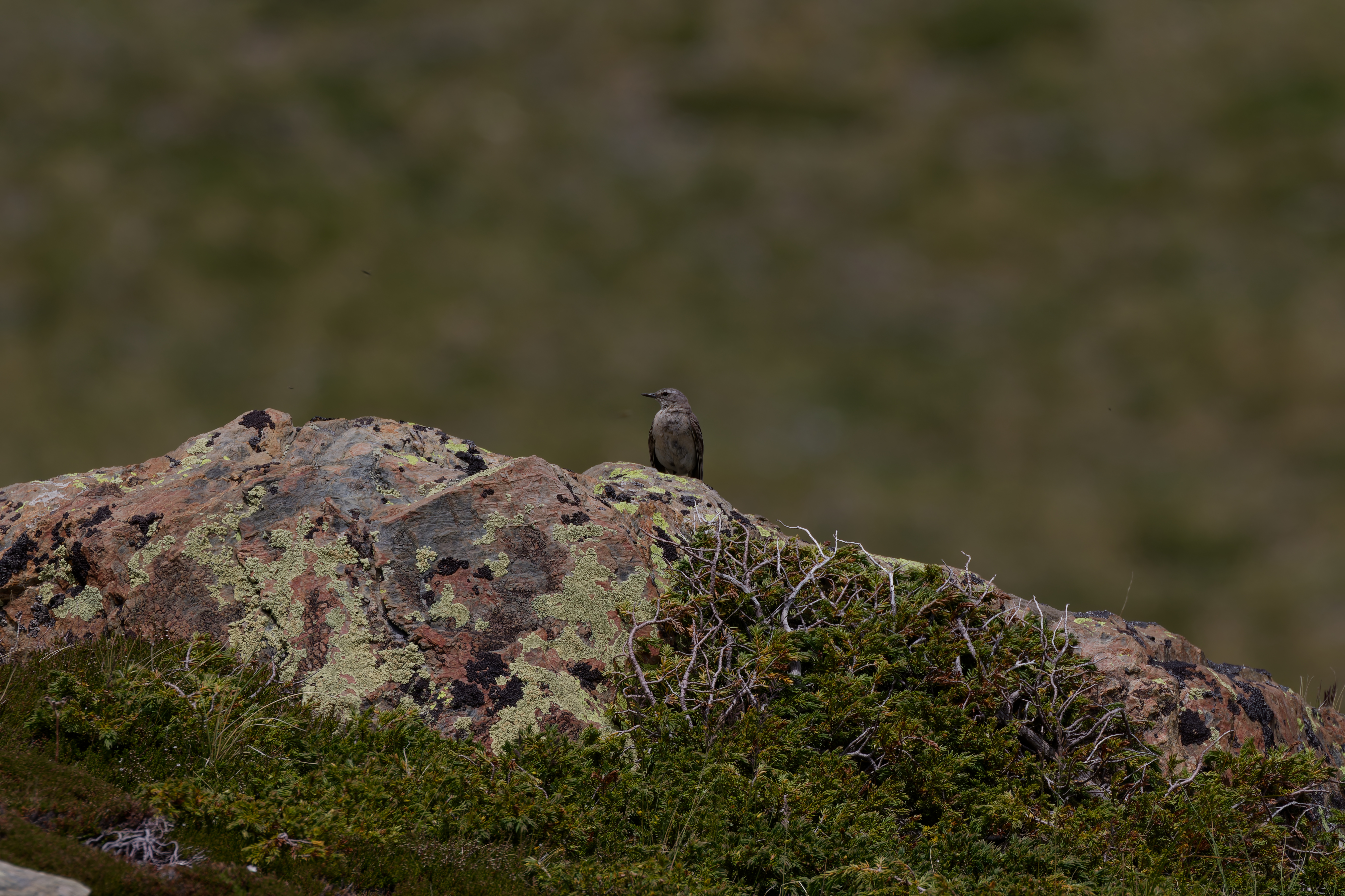 Miniature